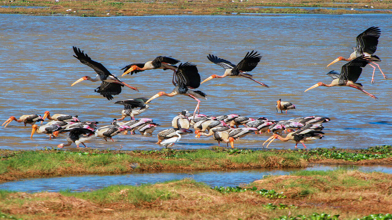 Kumana National Park Private Safari