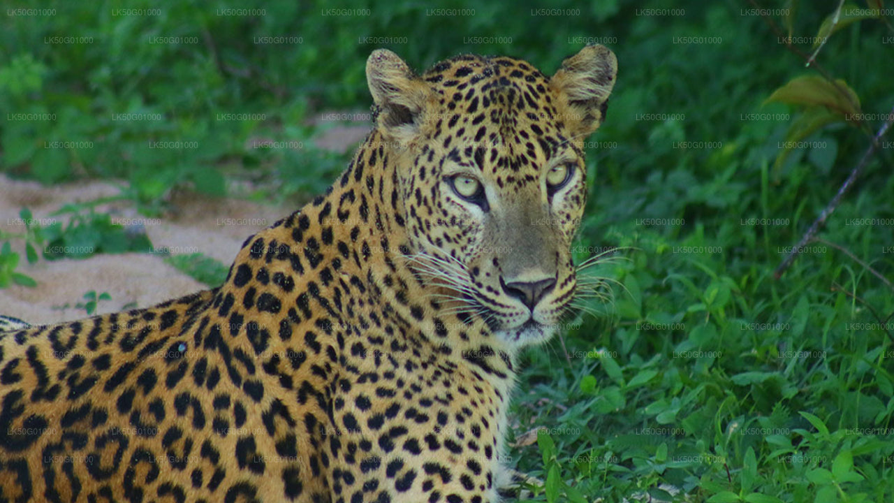 Kumana National Park Private Safari