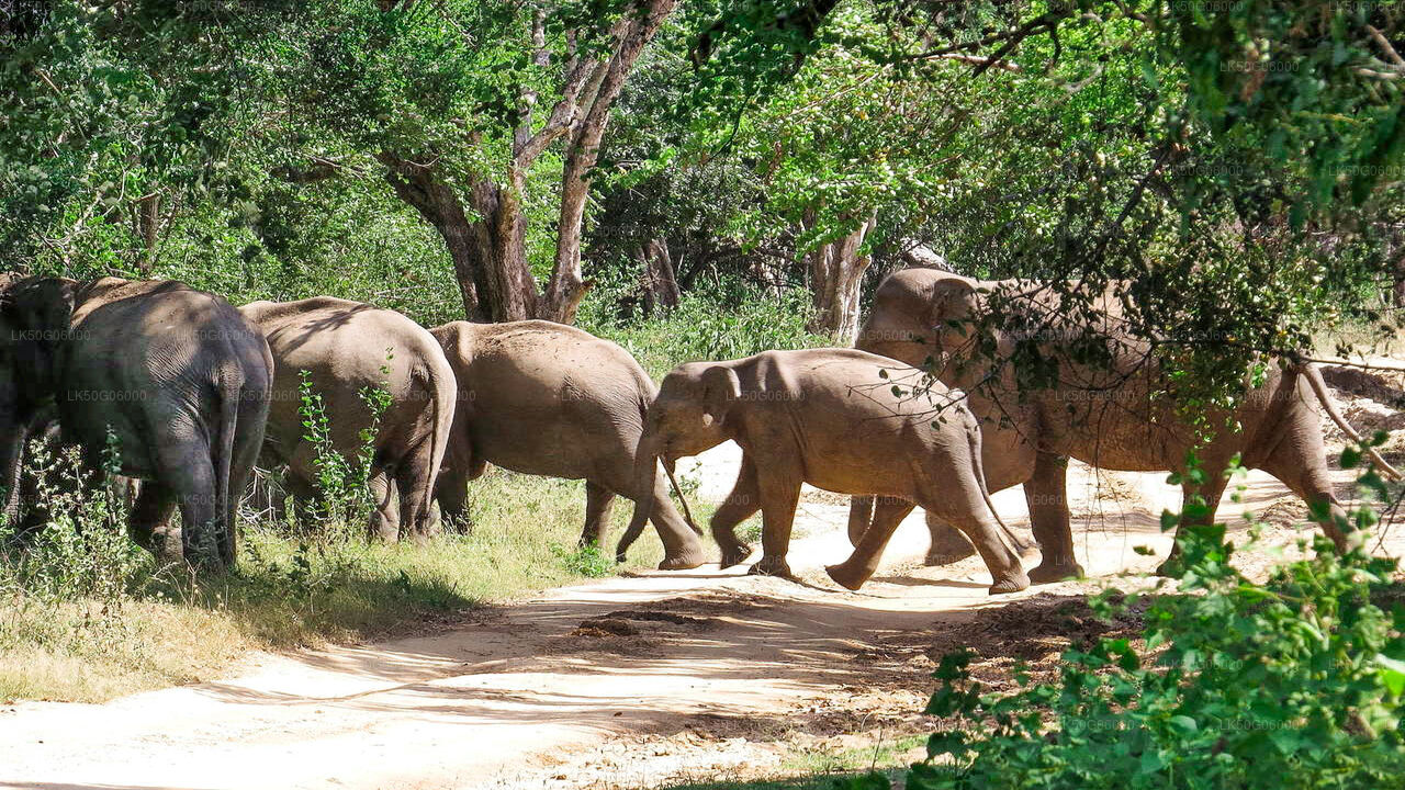 Kumana National Park Safari from Panama