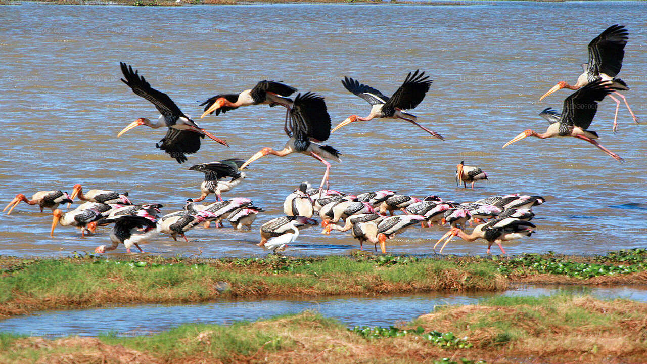 Kumana National Park Safari from Panama