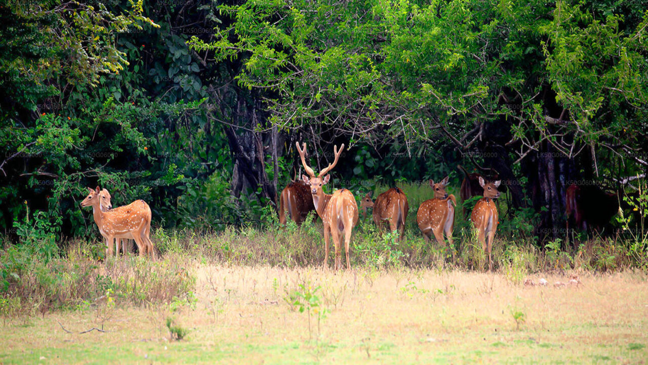 Kumana National Park Safari from Panama