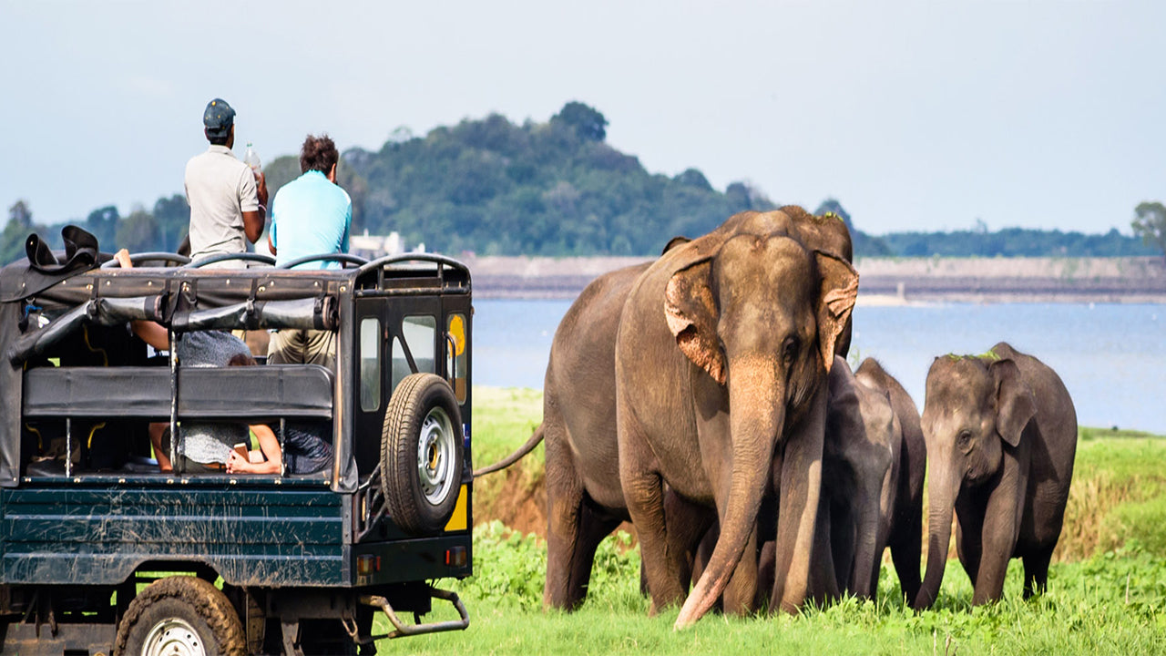 Bundala National Park Private Safari