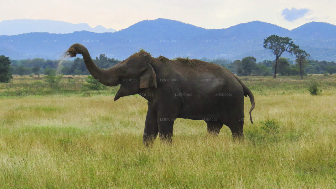 Wasgamuwa National Park Private Safari with Naturalist