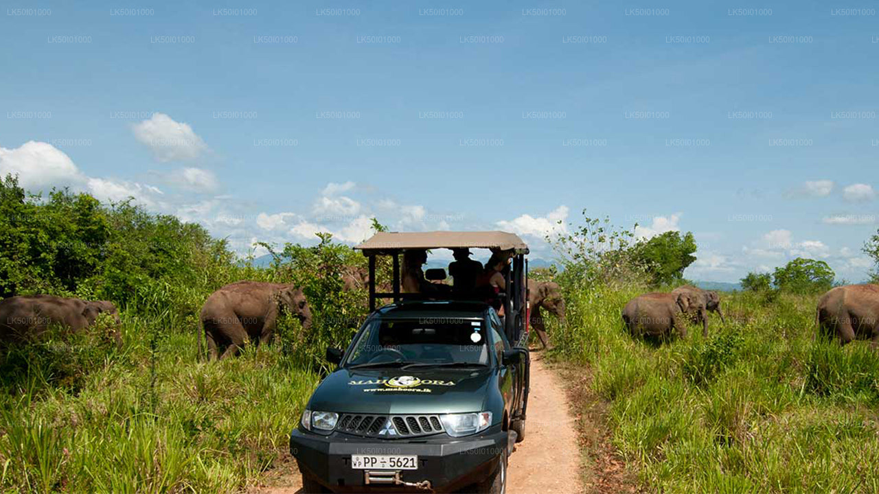 Wasgamuwa National Park Private Safari with Naturalist