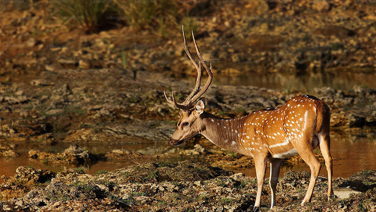 Lunugamvehera National Park Private Safari with Naturalist (12 hrs)