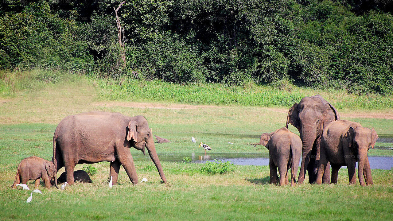 Lunugamvehera National Park Private Safari with Naturalist (12 hrs)