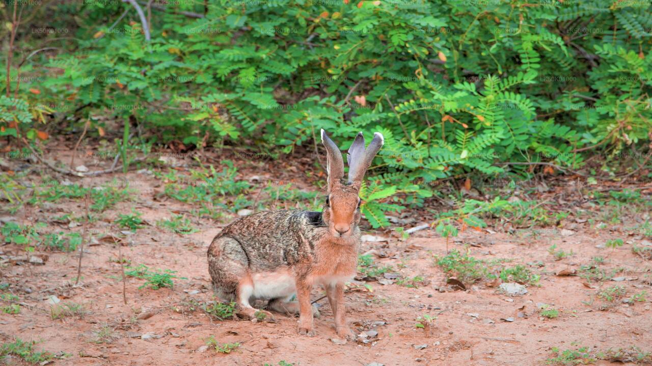 Lunugamvehera National Park Private Safari with Naturalist (12 hrs)