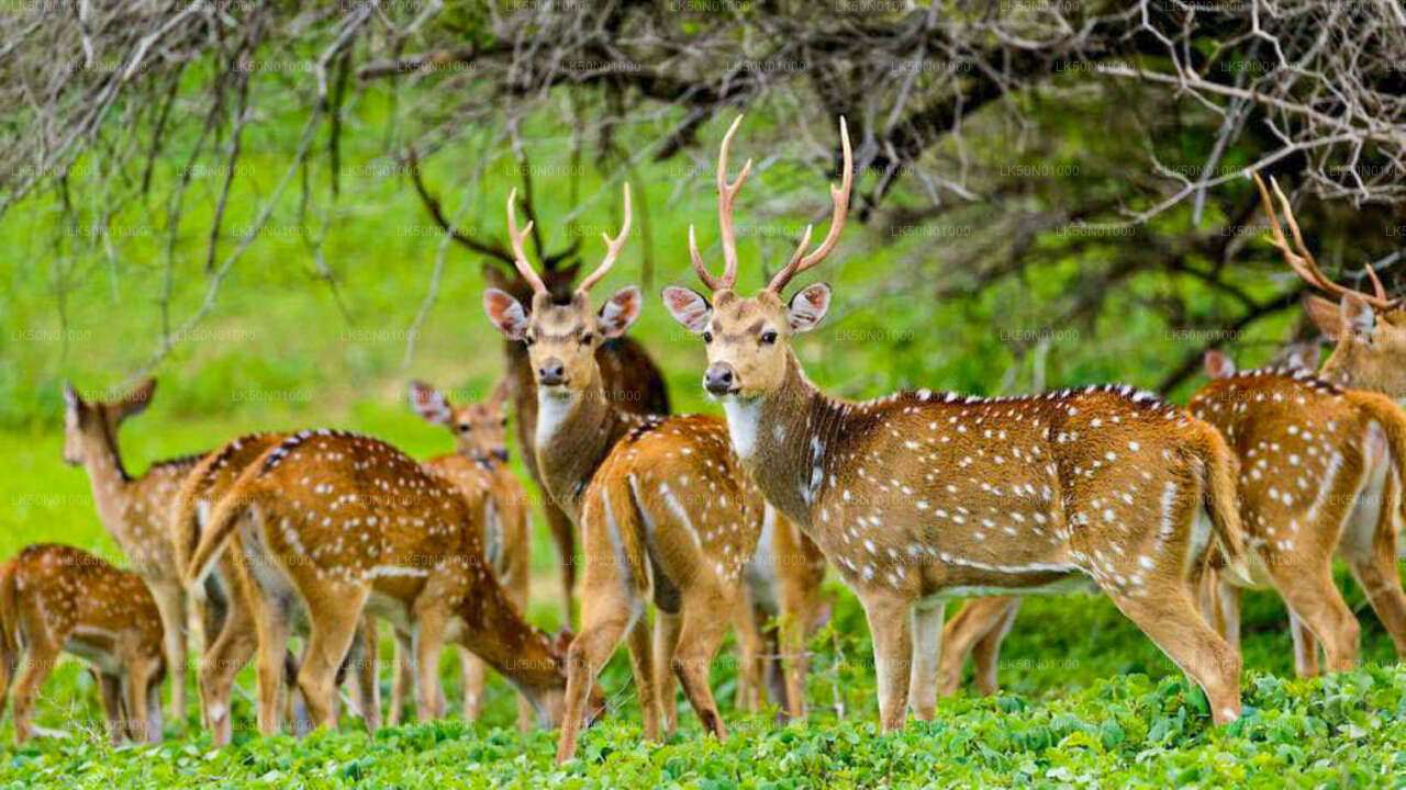 Maduru Oya National Park Private Safari with Naturalist