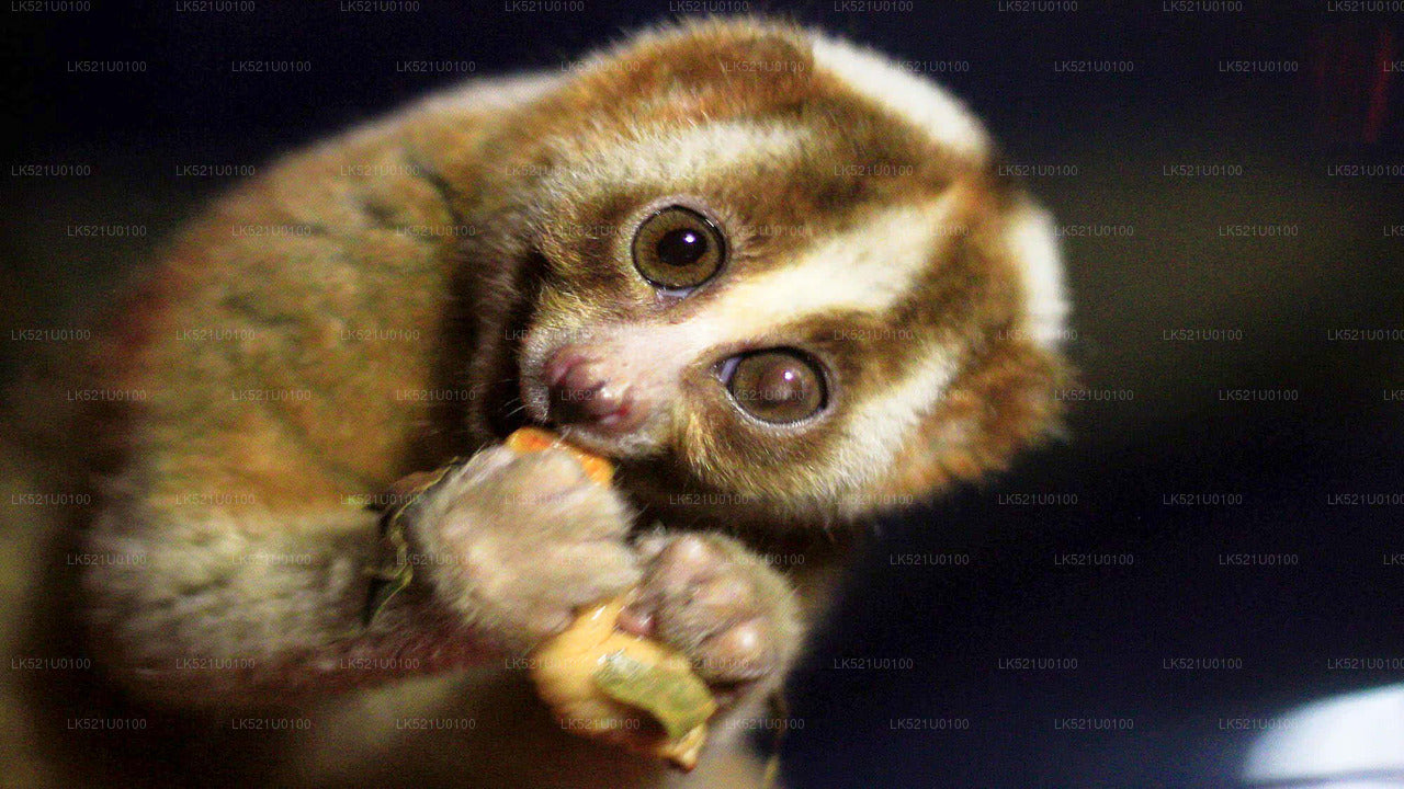 Loris Watching from Polonnaruwa