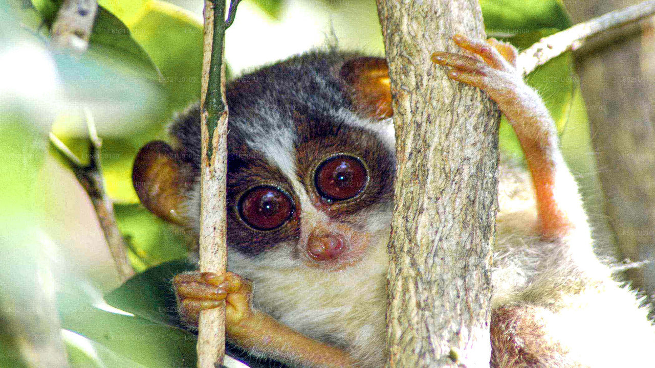 Loris Watching from Polonnaruwa