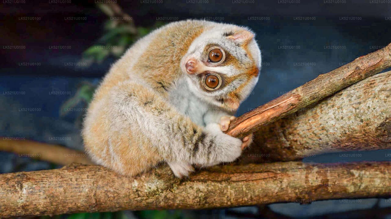 Loris Watching from Polonnaruwa