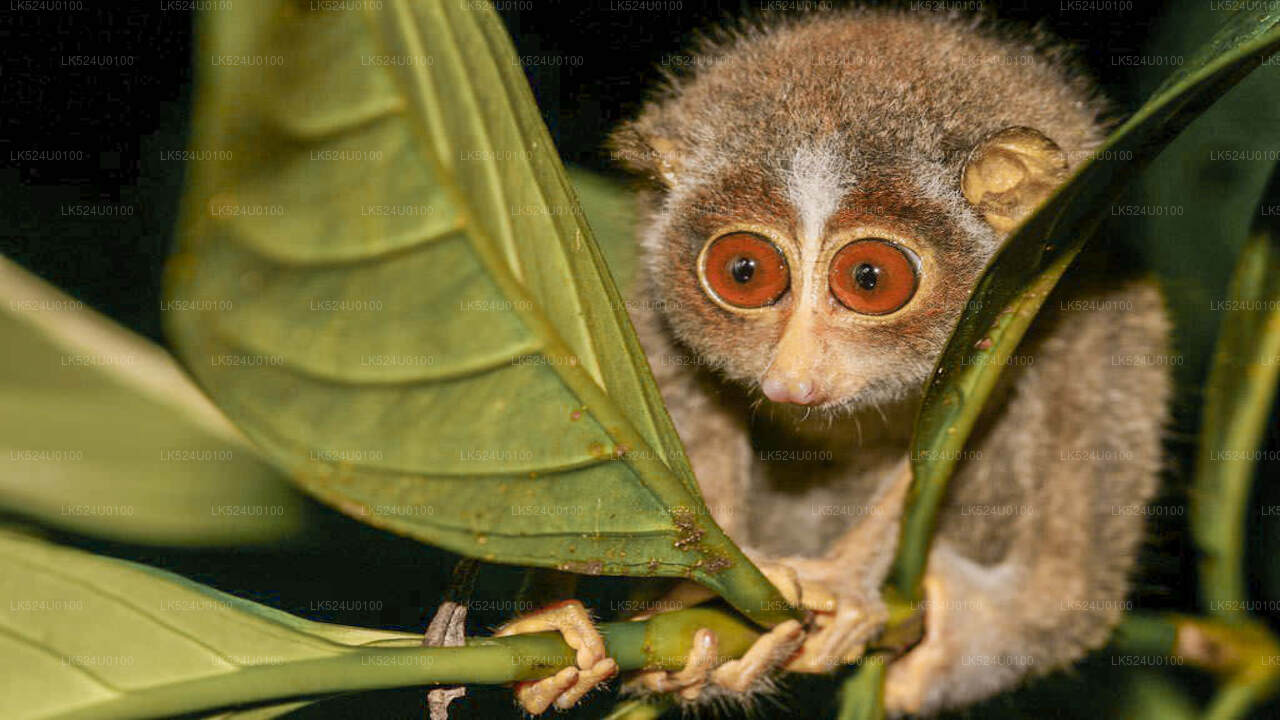 Loris Watching in Sinharaja Rainforest