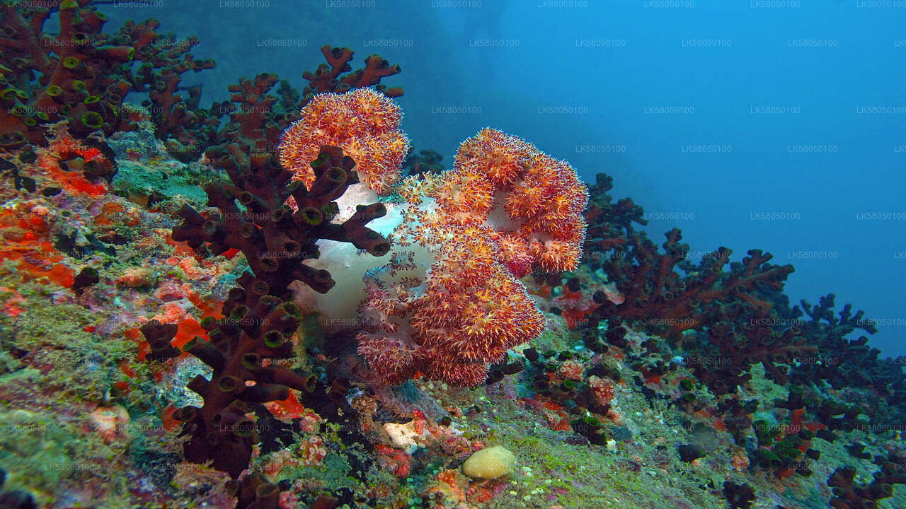 Snorkeling from Negombo