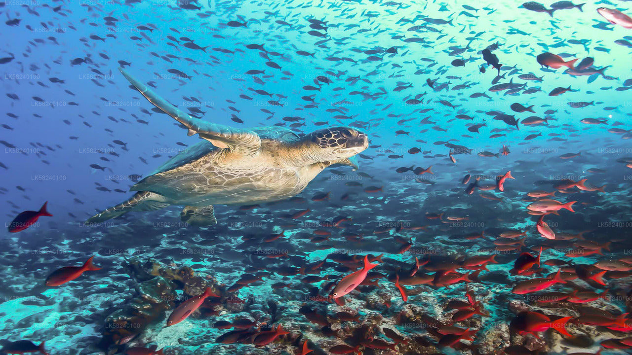 Snorkeling at Pigeon Island from Nilaveli