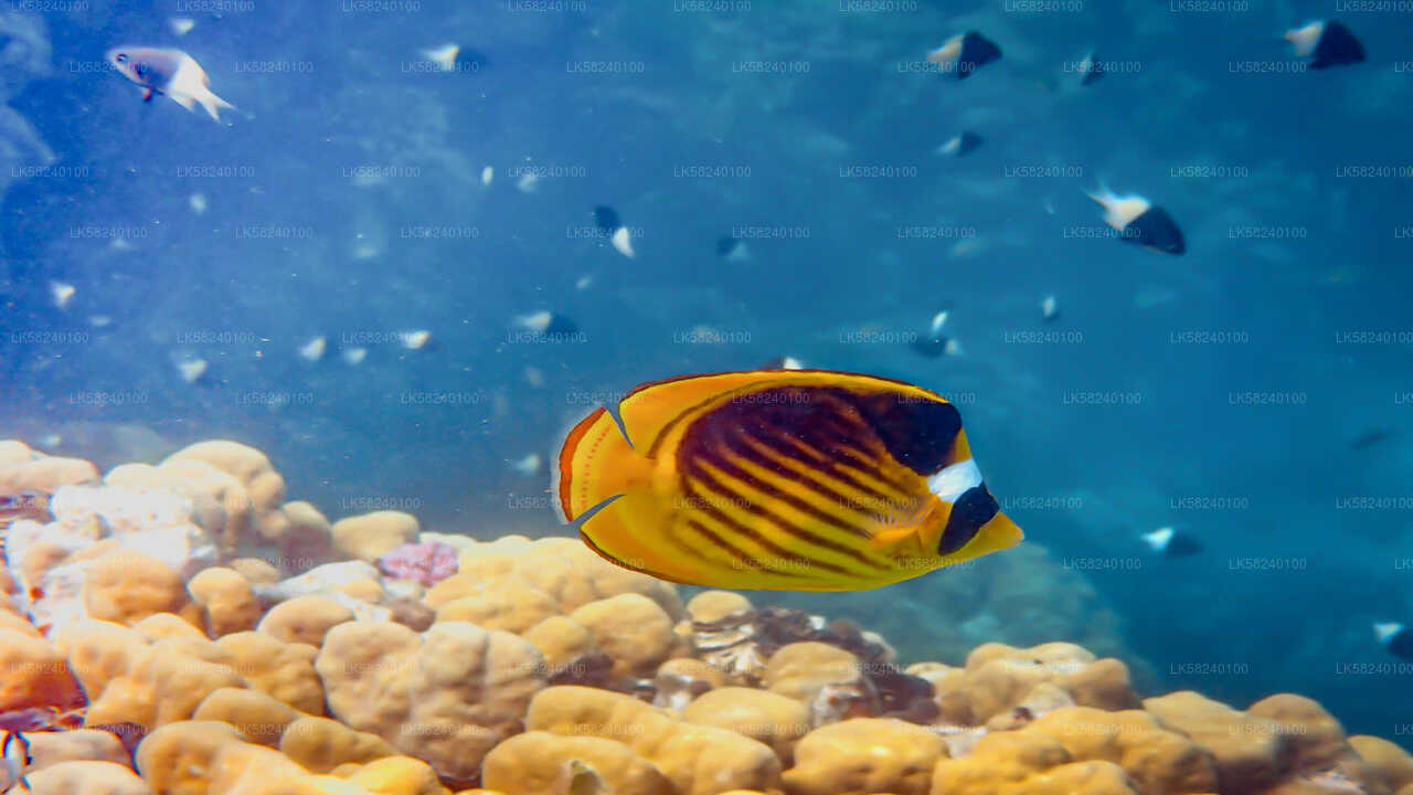 Snorkeling at Pigeon Island from Nilaveli