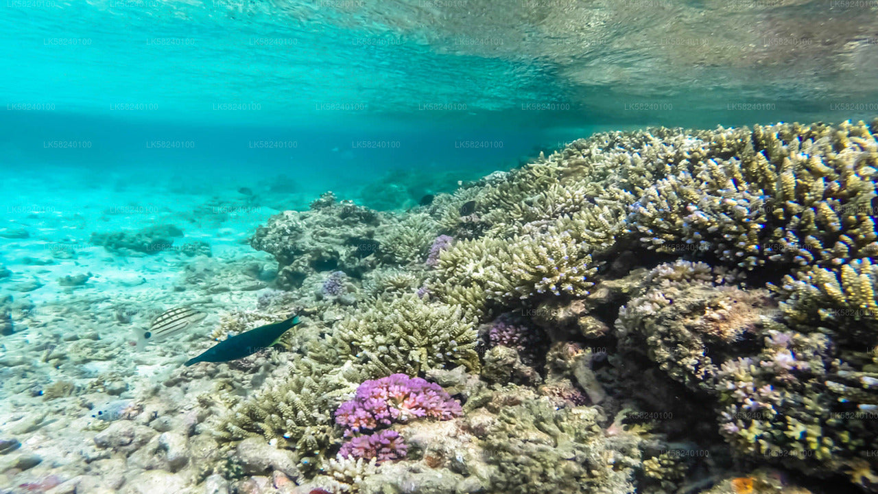 Snorkeling at Pigeon Island from Nilaveli