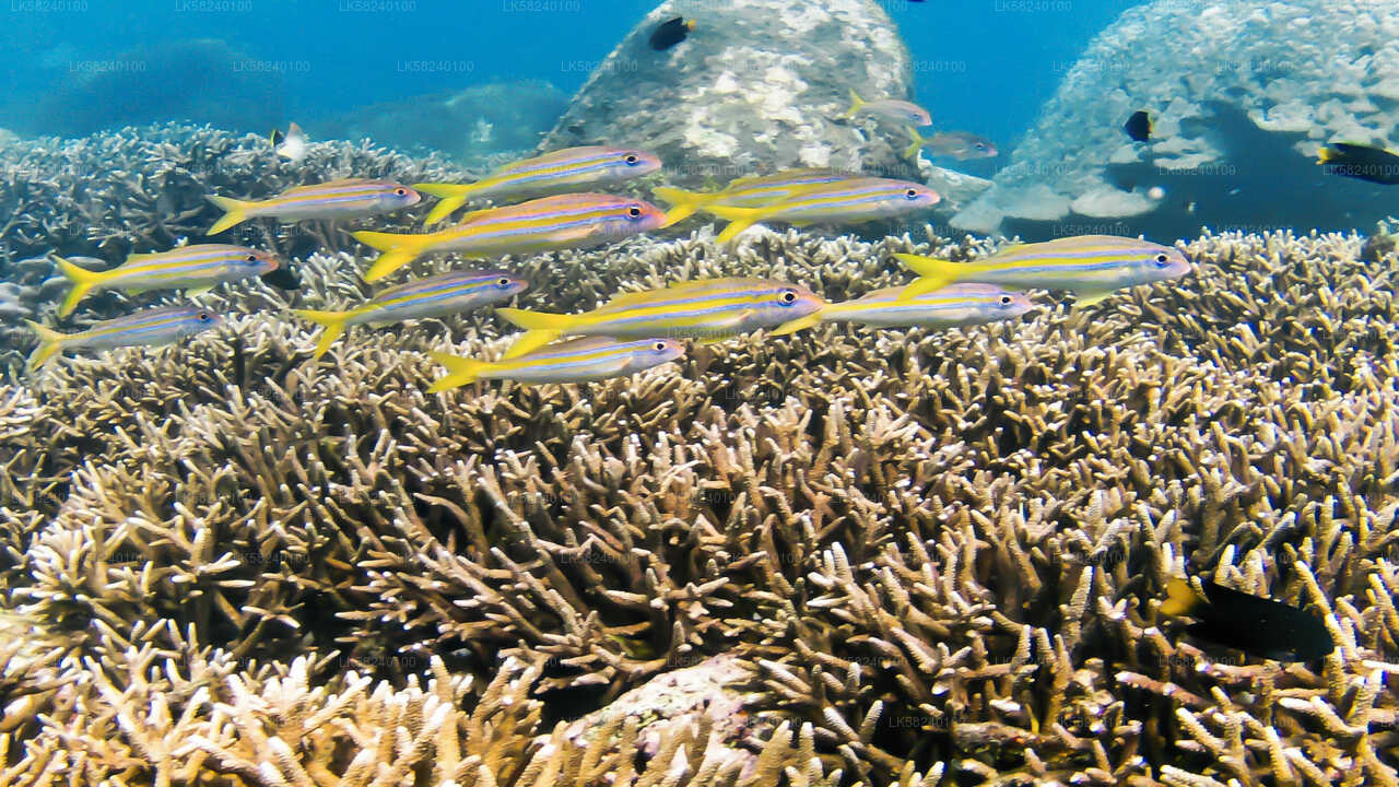 Snorkeling at Pigeon Island from Nilaveli