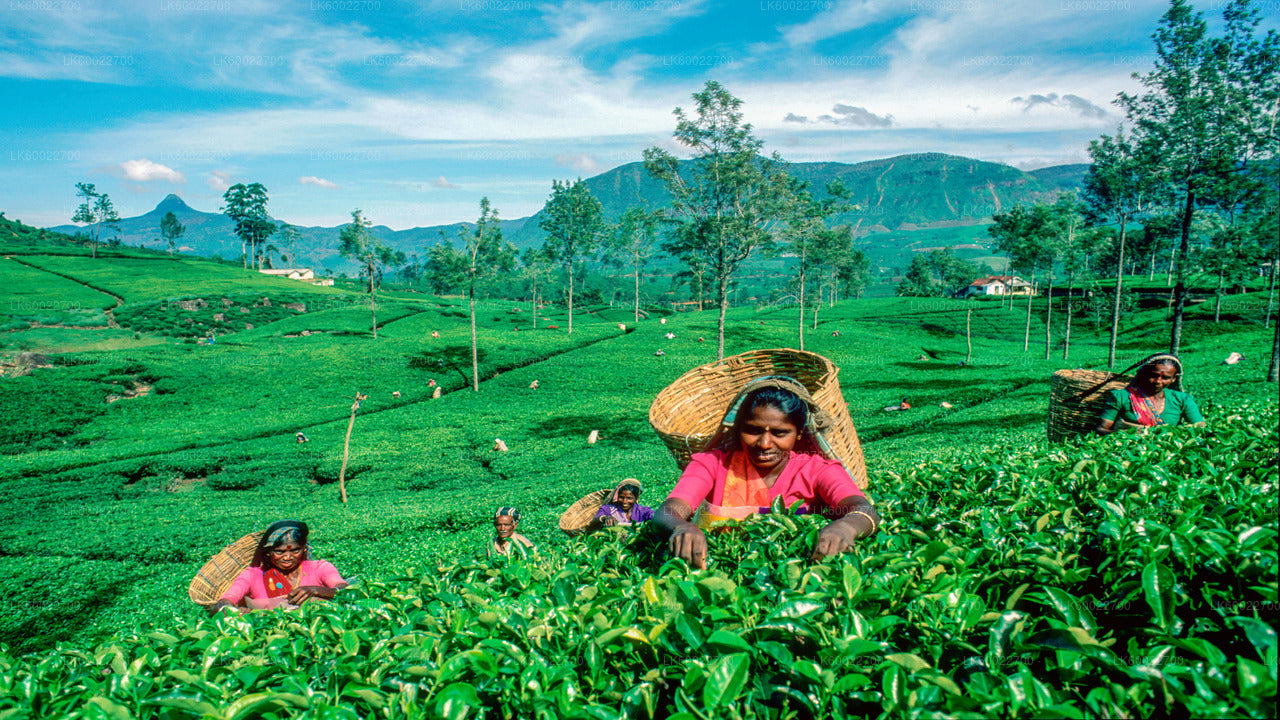 Tea Plantation Tour from Kandy