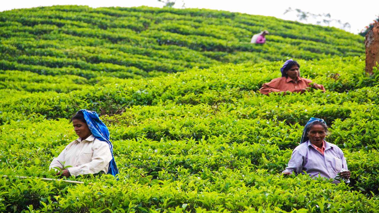 Tea Plantation Tour from Kandy