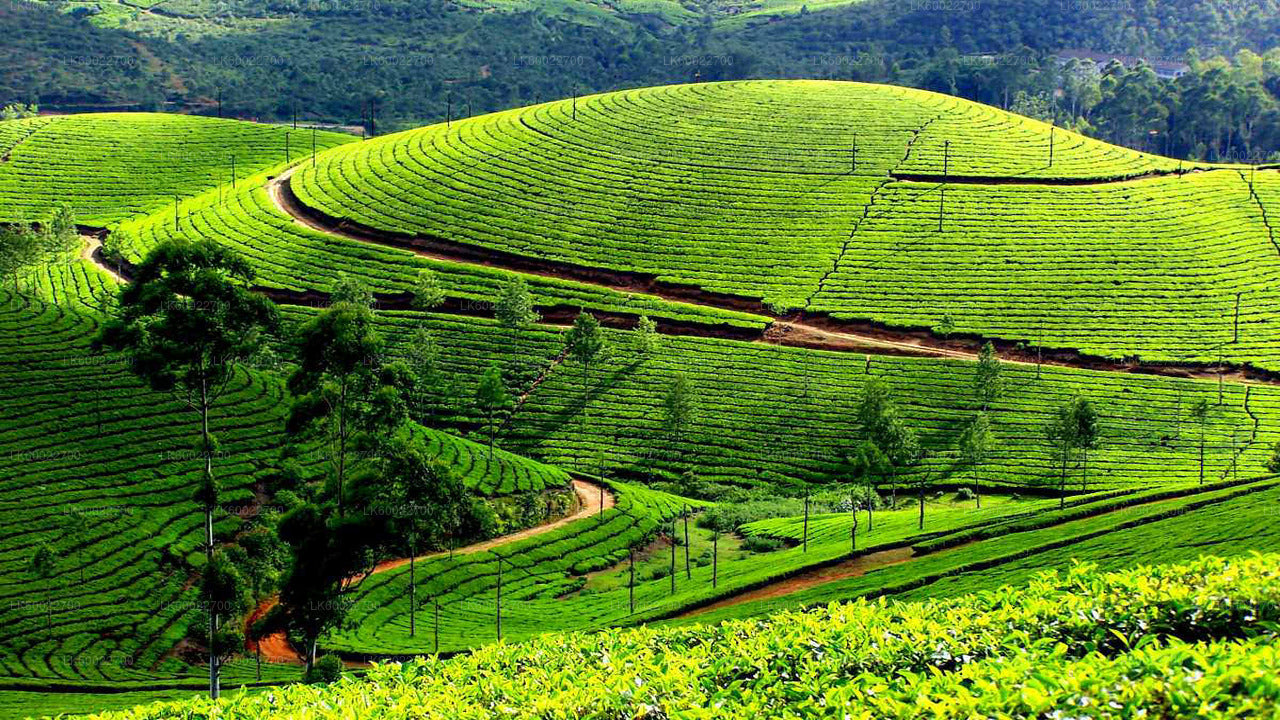 Tea Plantation Tour from Kandy