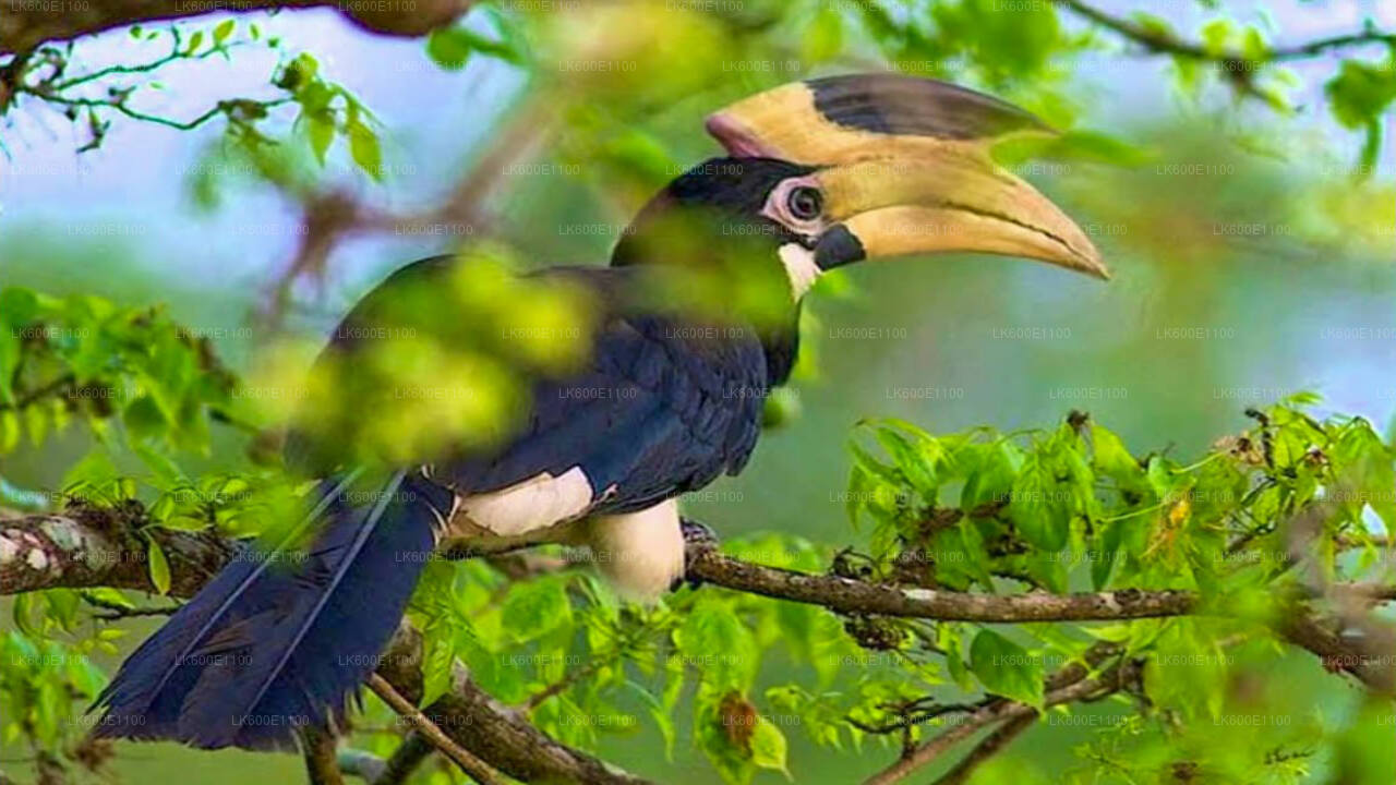 Bundala National Park Safari from Beruwala