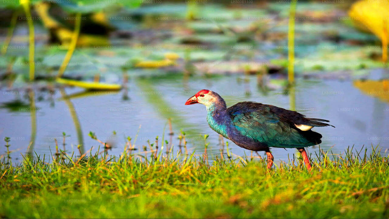 Bundala National Park Safari from Beruwala