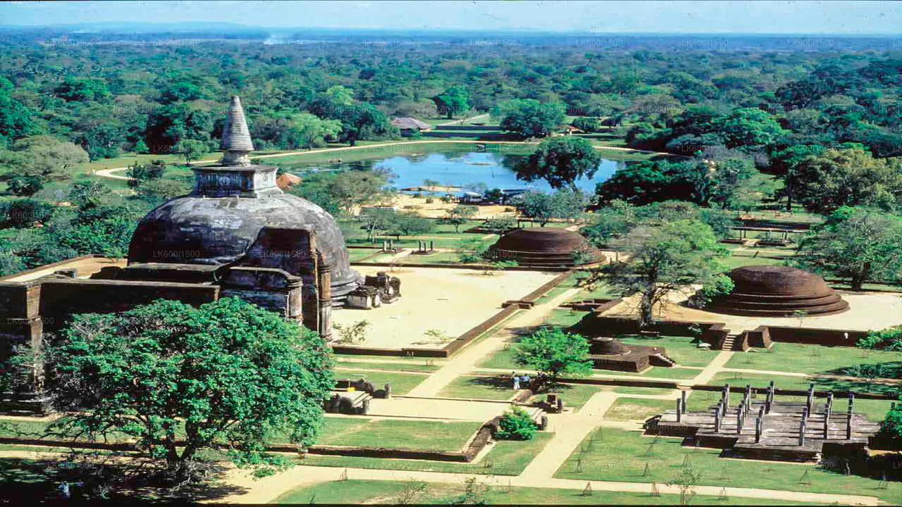 Polonnaruwa Ancient Kingdom and Wild Elephant Safari from Dambulla