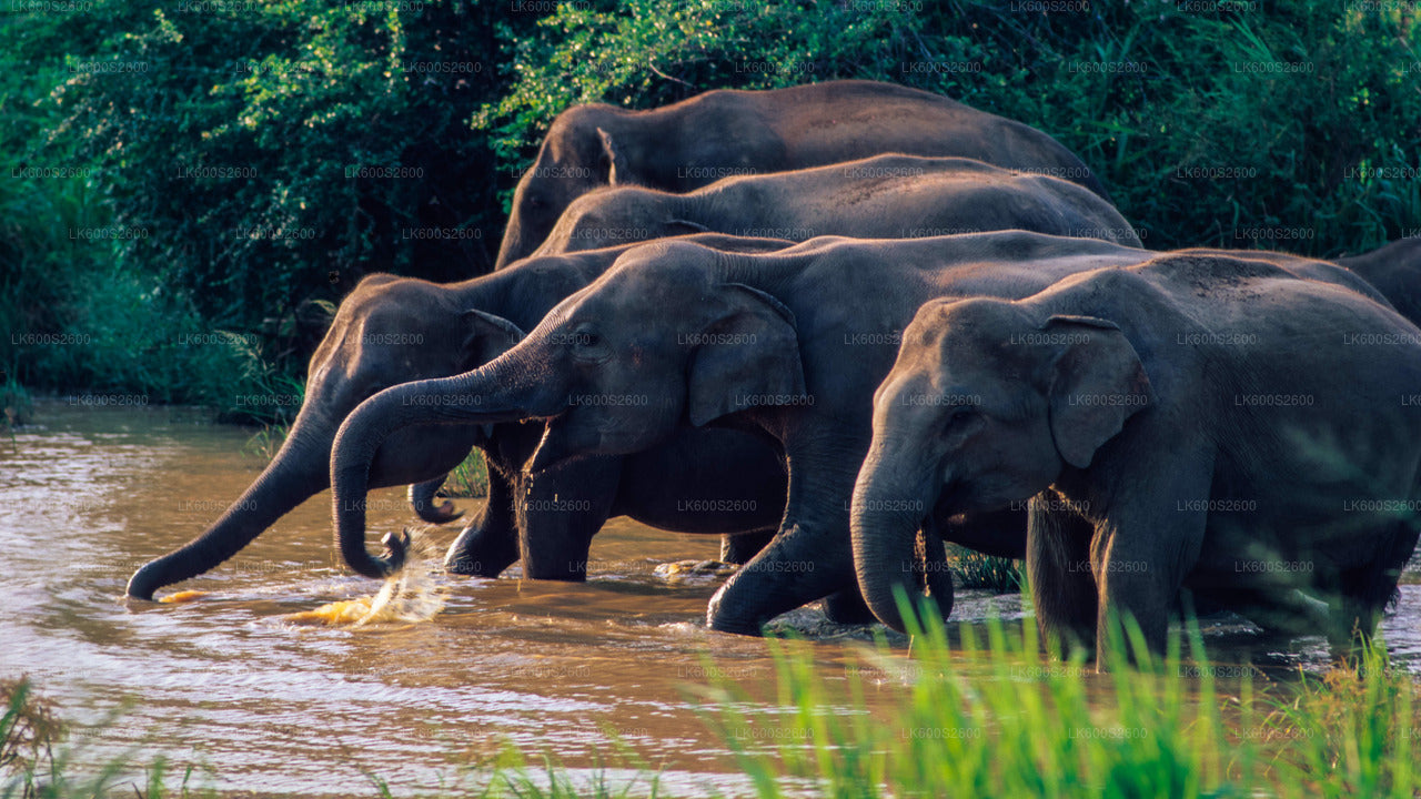 Wasgamuwa National Park Safari from Habarana