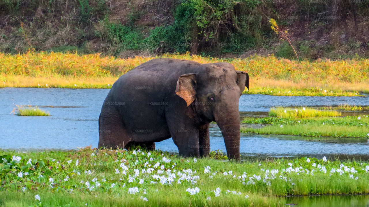 Wasgamuwa National Park Safari from Habarana