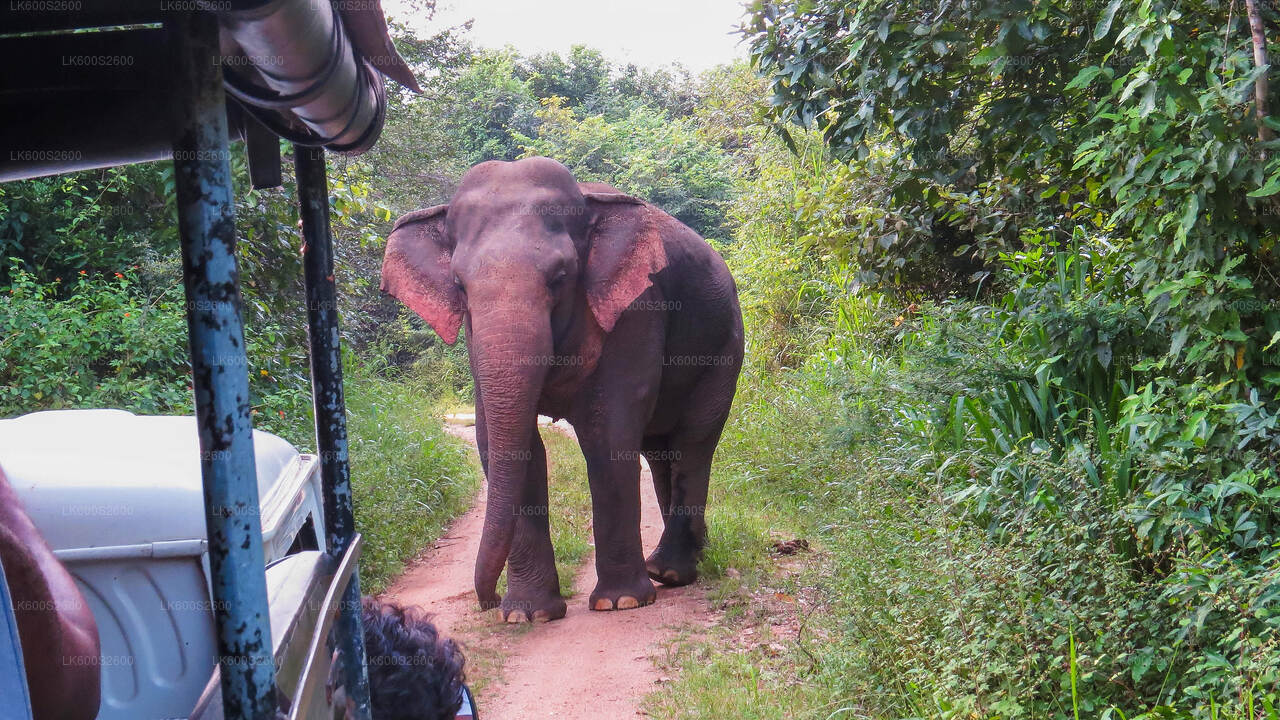 Wasgamuwa National Park Safari from Habarana