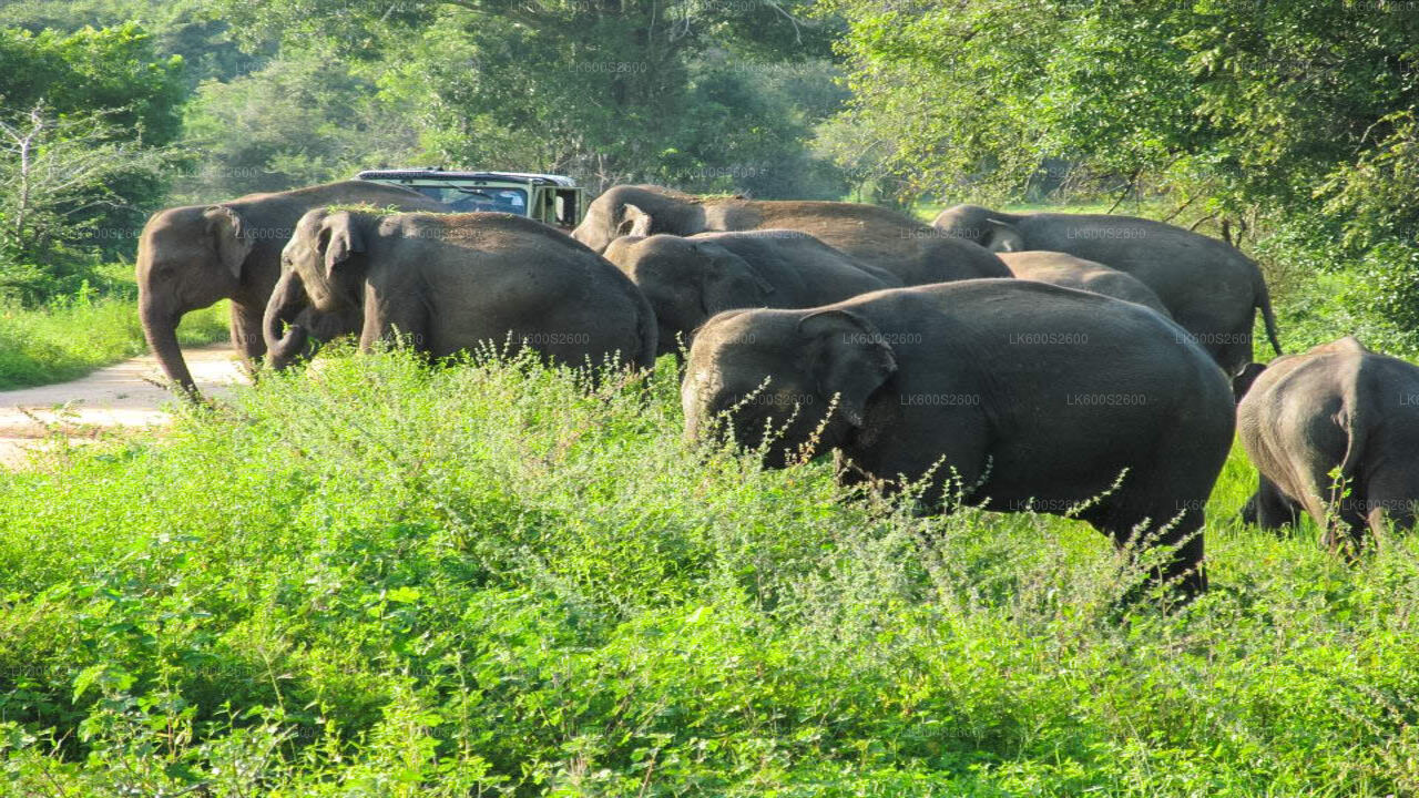 Wasgamuwa National Park Safari from Habarana