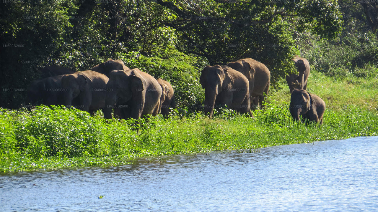 Wasgamuwa National Park Safari from Habarana