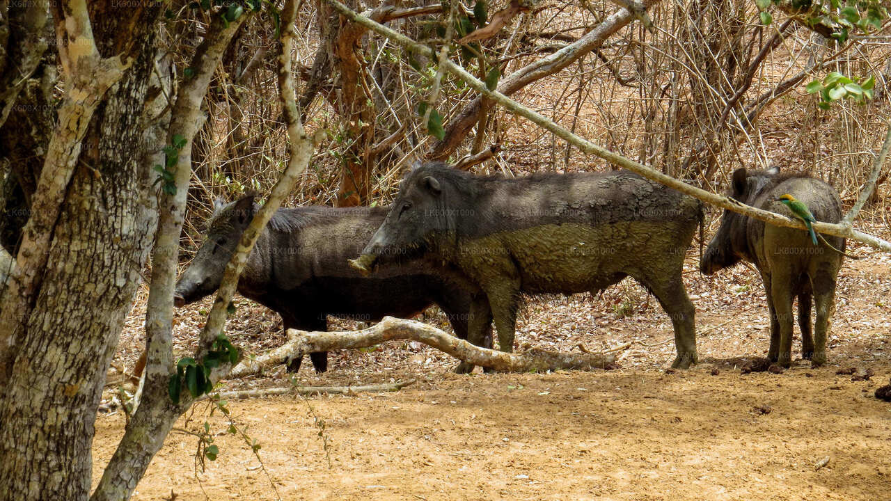 Yala National Park Safari from Hikkaduwa