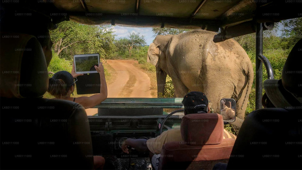 Yala National Park Safari from Hikkaduwa