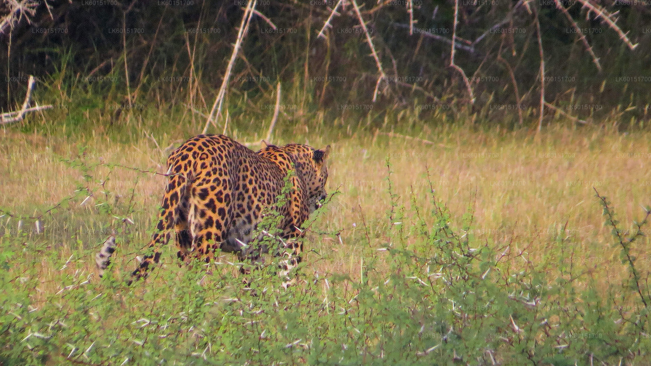 Wilpattu National Park Safari from Anuradhapura