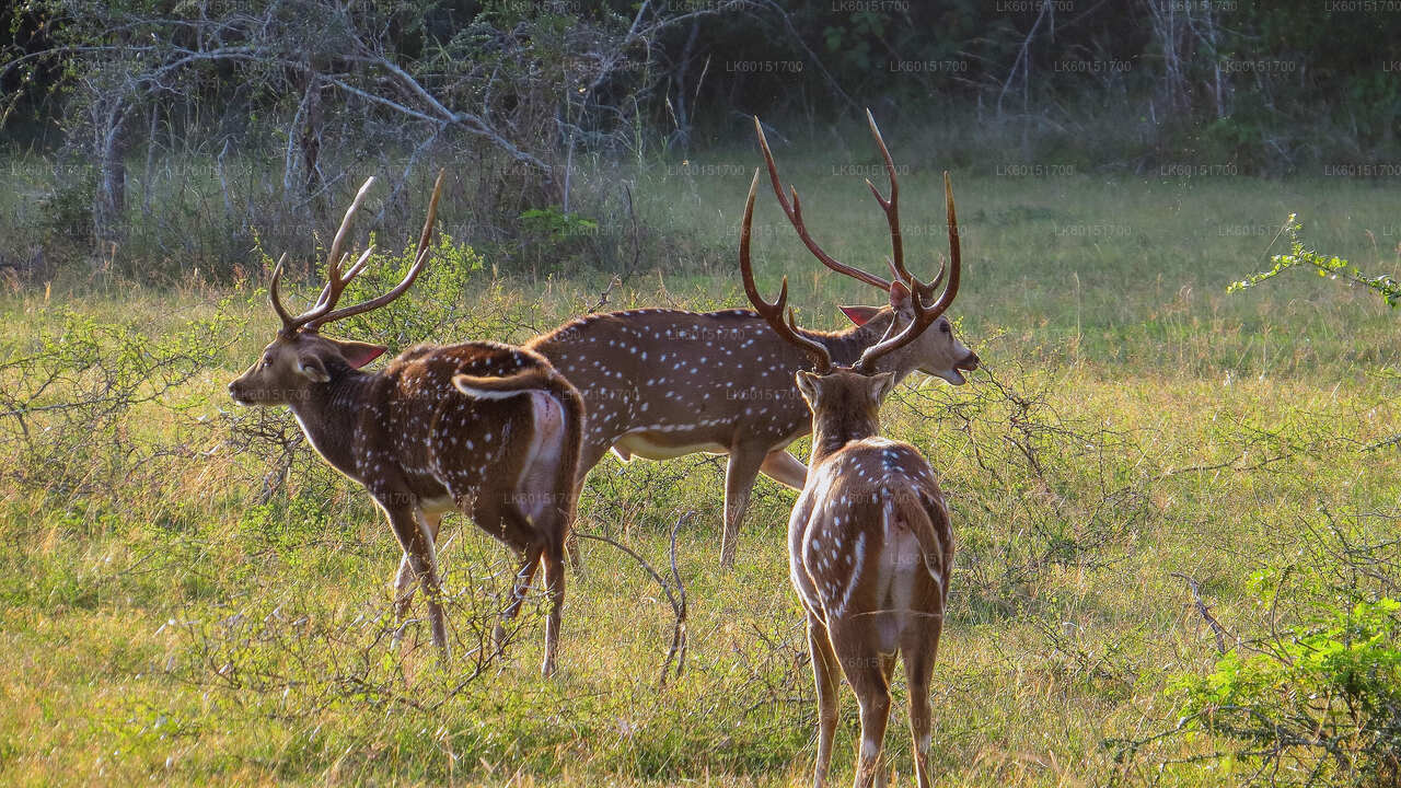 Wilpattu National Park Safari from Anuradhapura