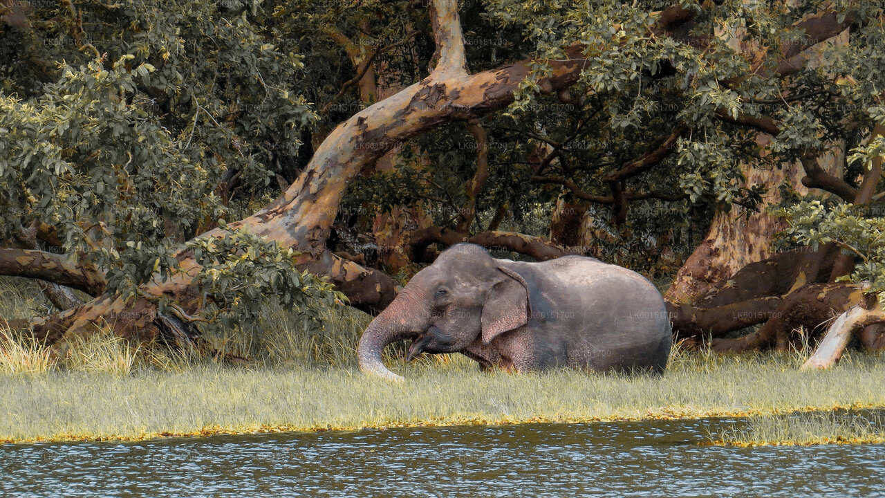 Wilpattu National Park Safari from Anuradhapura