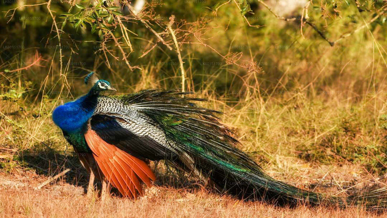 Wilpattu National Park Safari from Anuradhapura