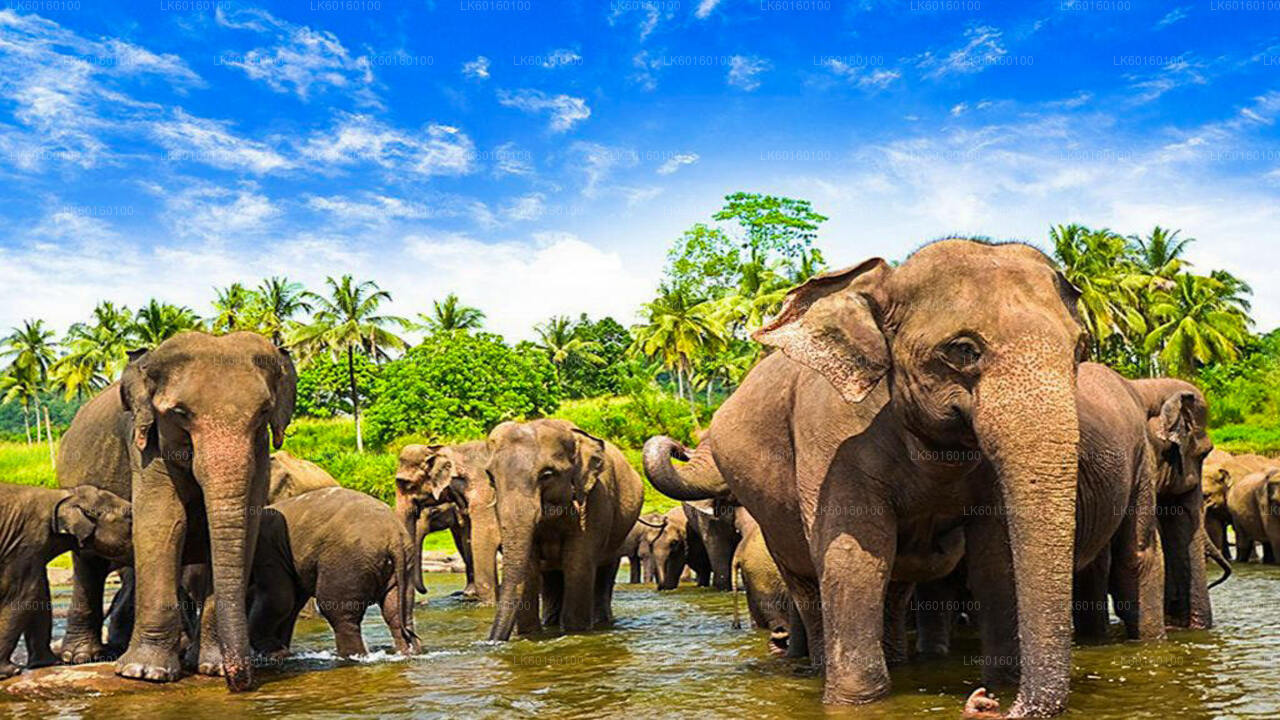 Pinnawala Elephant Orphanage from Kalutara