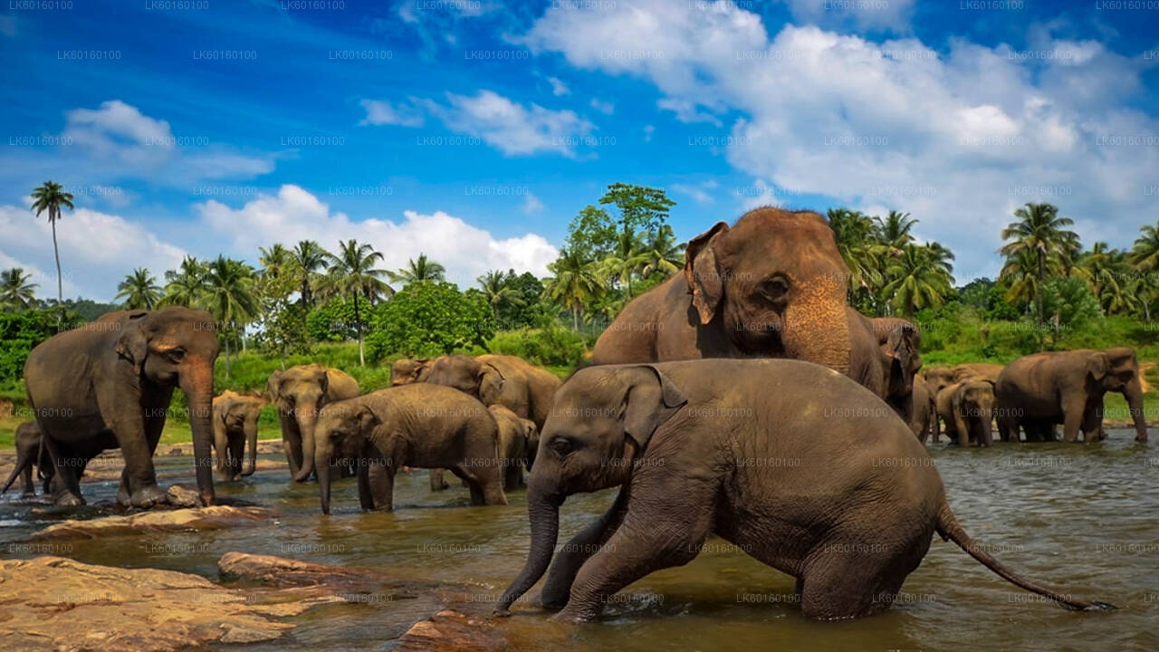 Pinnawala Elephant Orphanage from Kalutara