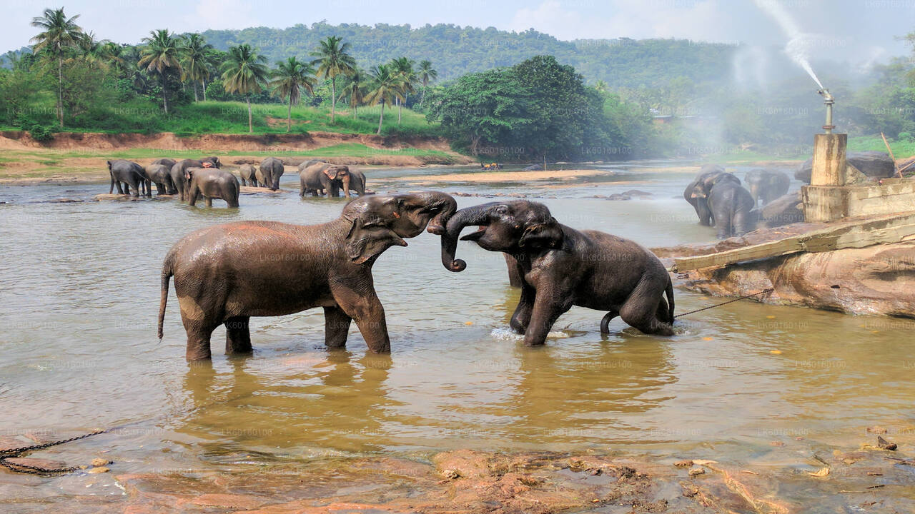 Pinnawala Elephant Orphanage from Kalutara