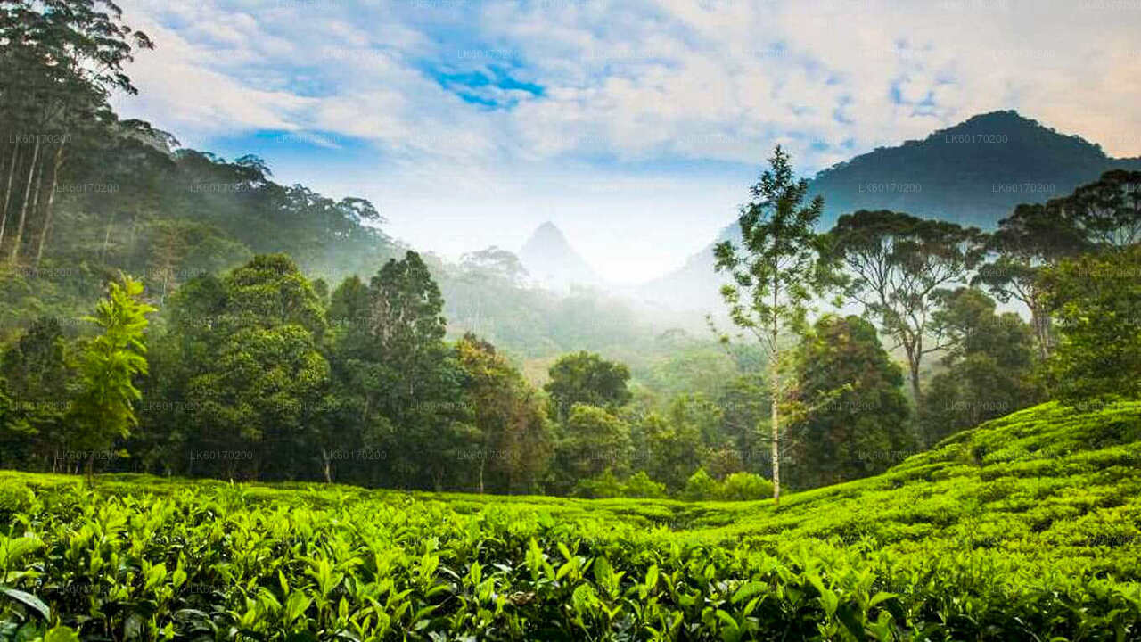 Nuwara Eliya Highlands from Kandy