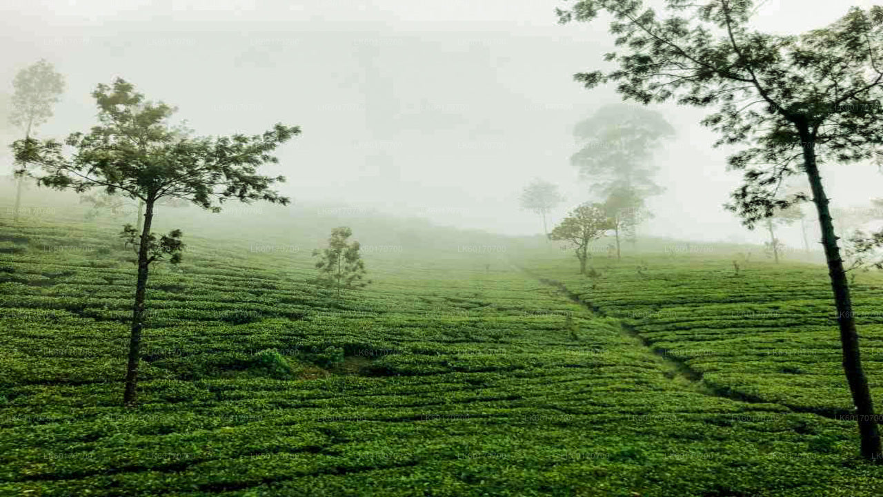 Central Highlands Peak Point from Kandy