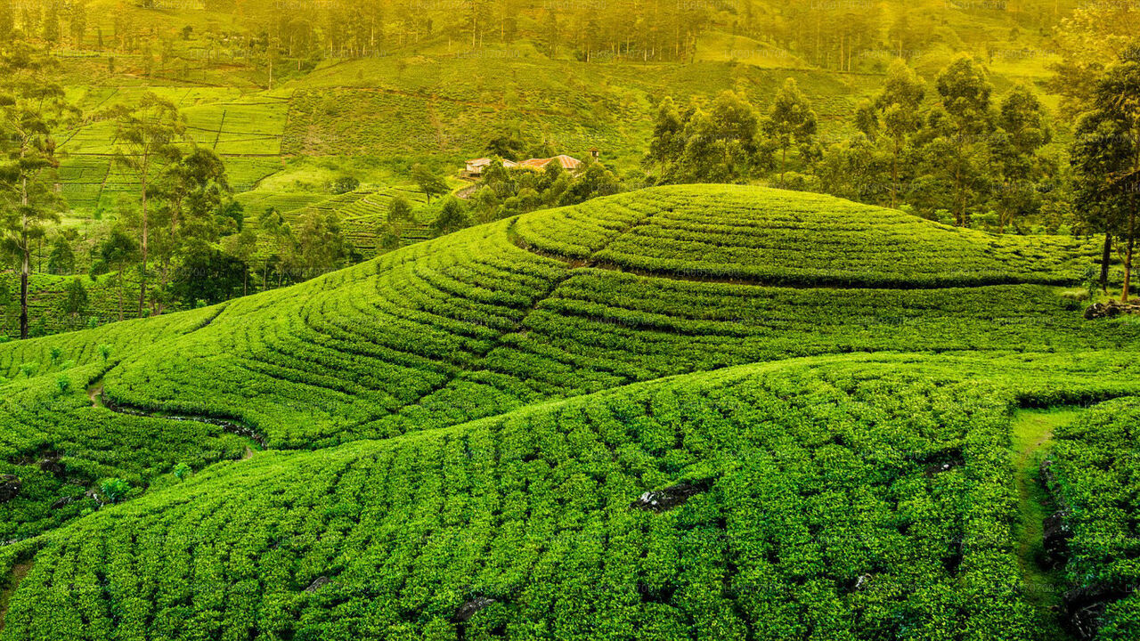 Central Highlands Peak Point from Kandy