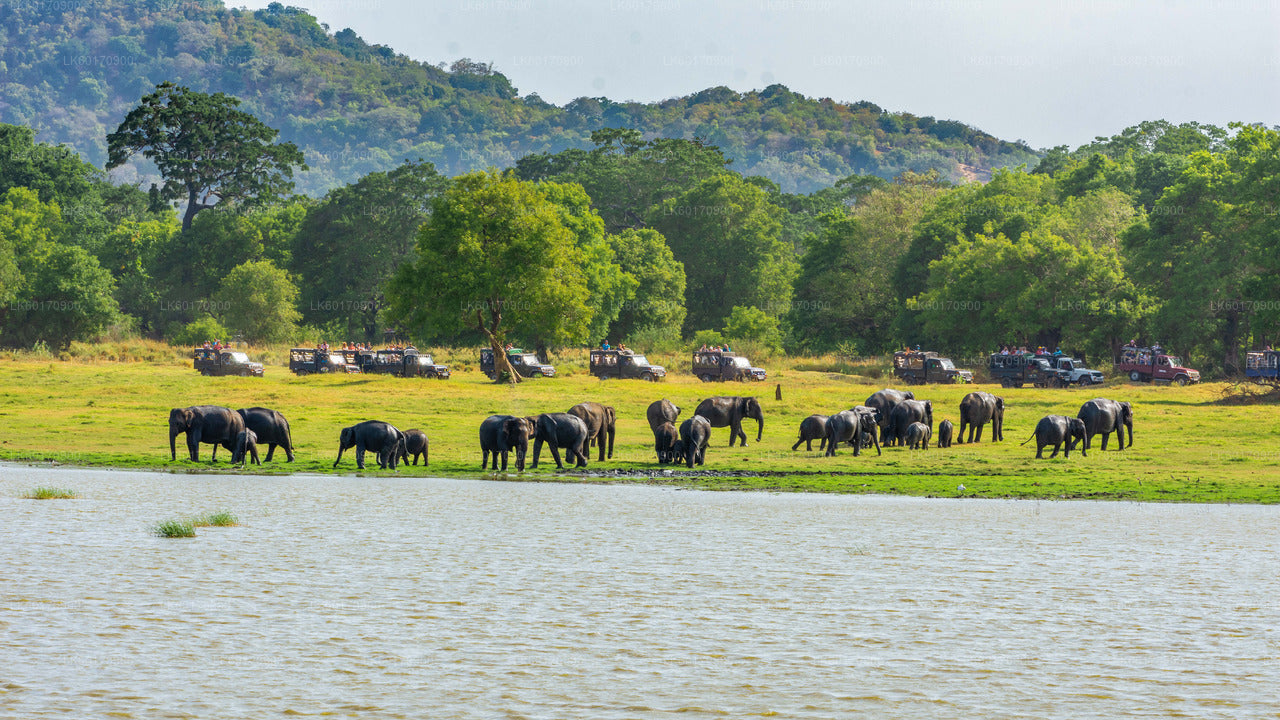 Elephant Explorer Tour from Kandy