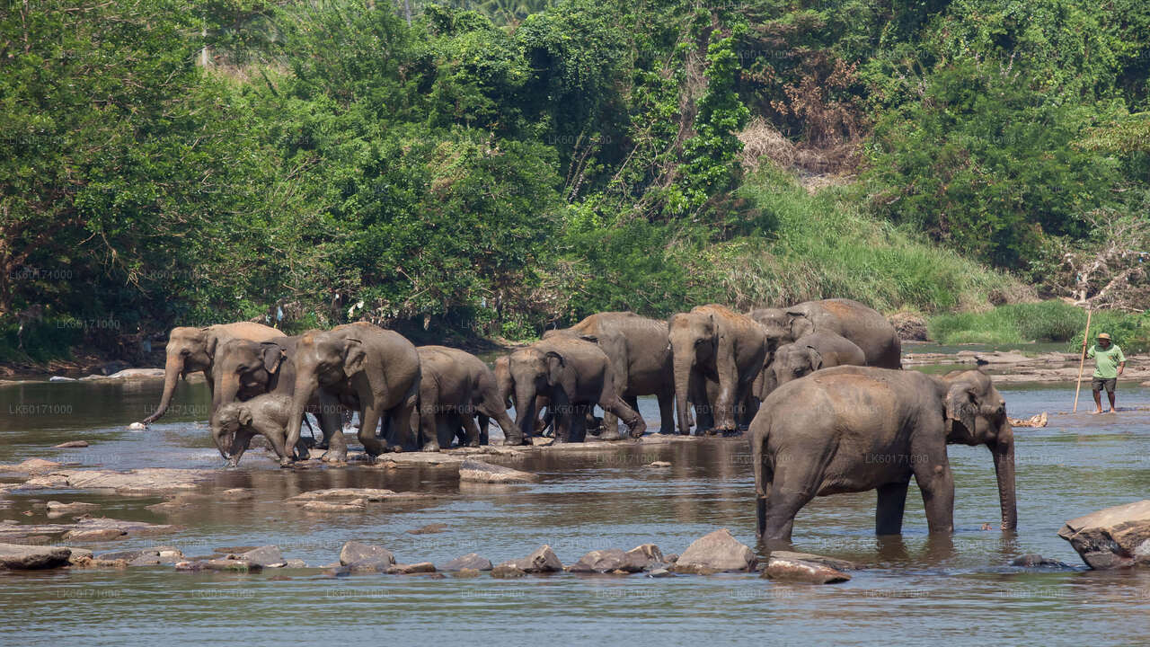 Pinnawala Elephant Orphanage from Kandy