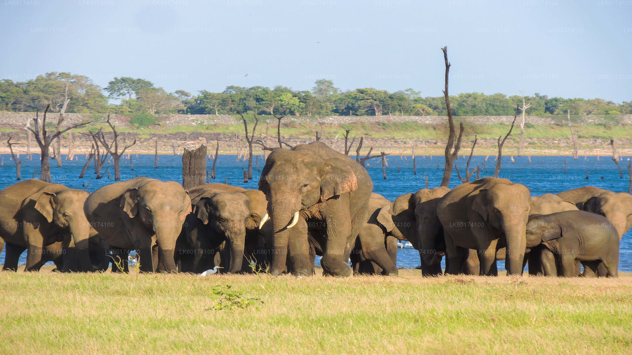 Kaudulla National Park Safari from Kandy