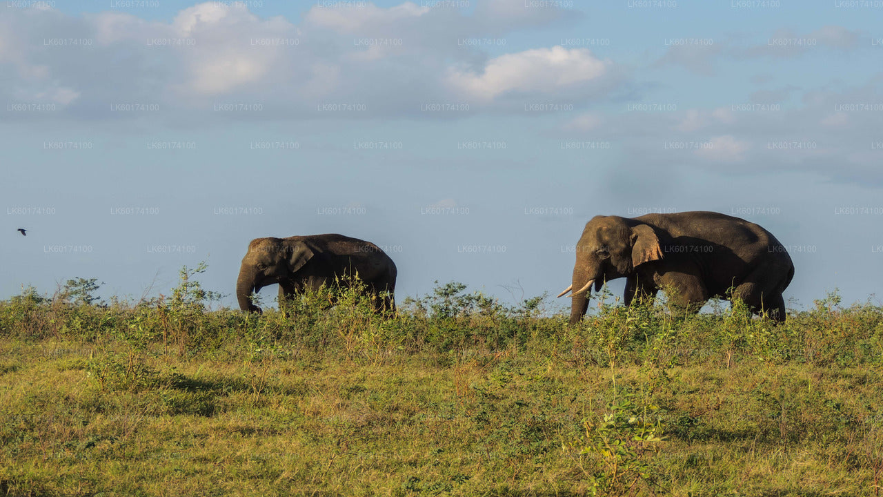 Kaudulla National Park Safari from Kandy