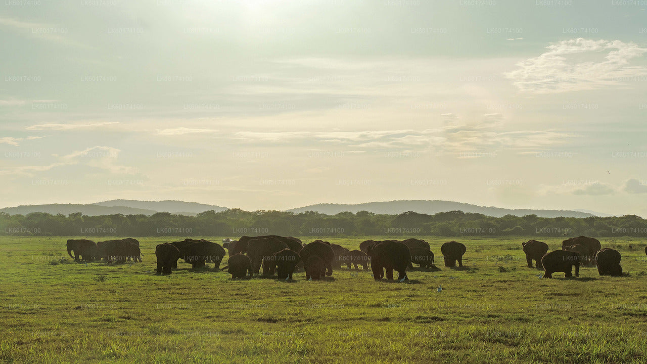 Kaudulla National Park Safari from Kandy