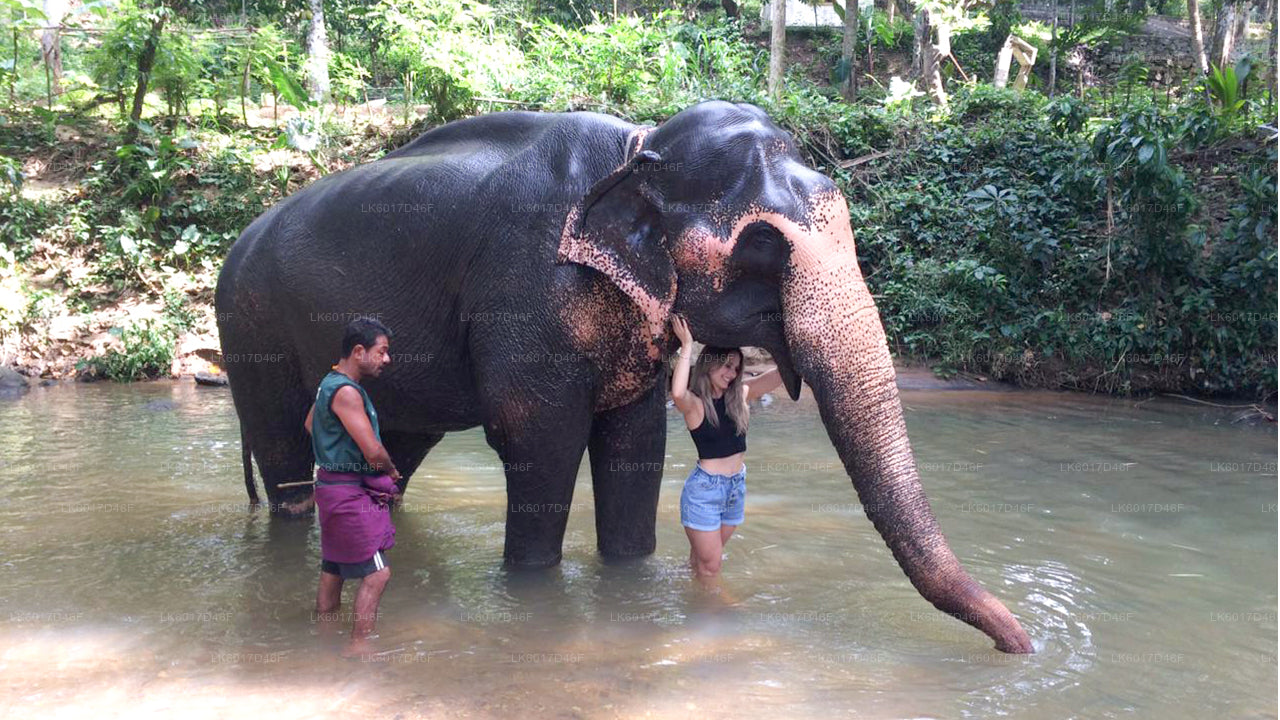 Millennium Elephant Foundation from Colombo Port (Private Day Tour)